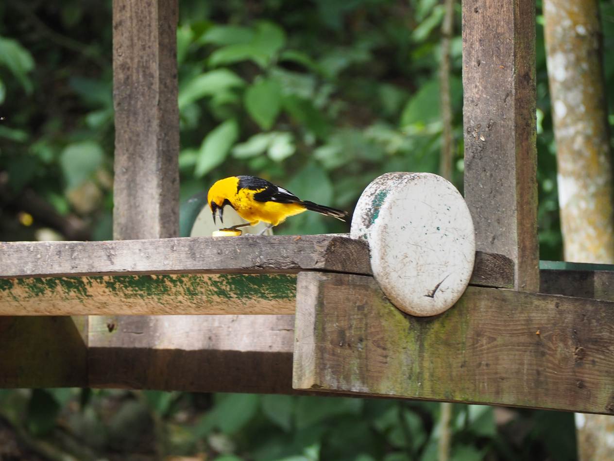 A yellow bird on a wooden platform

AI-generated content may be incorrect.