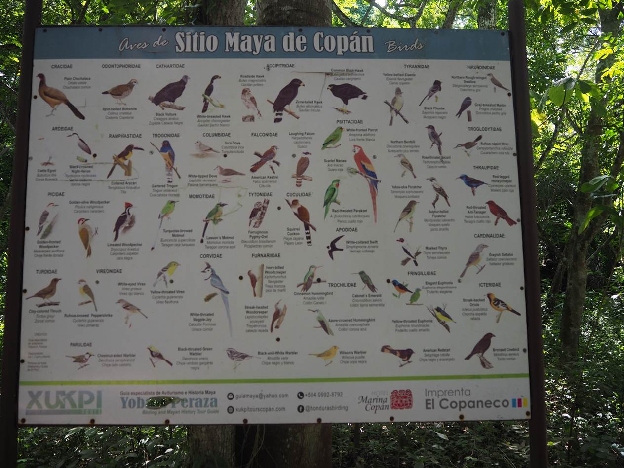A sign with many birds on it

AI-generated content may be incorrect.