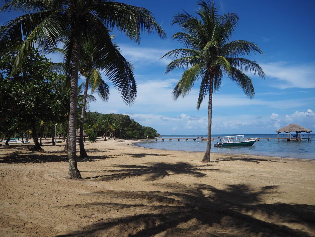 A beach with palm trees and boats

AI-generated content may be incorrect.
