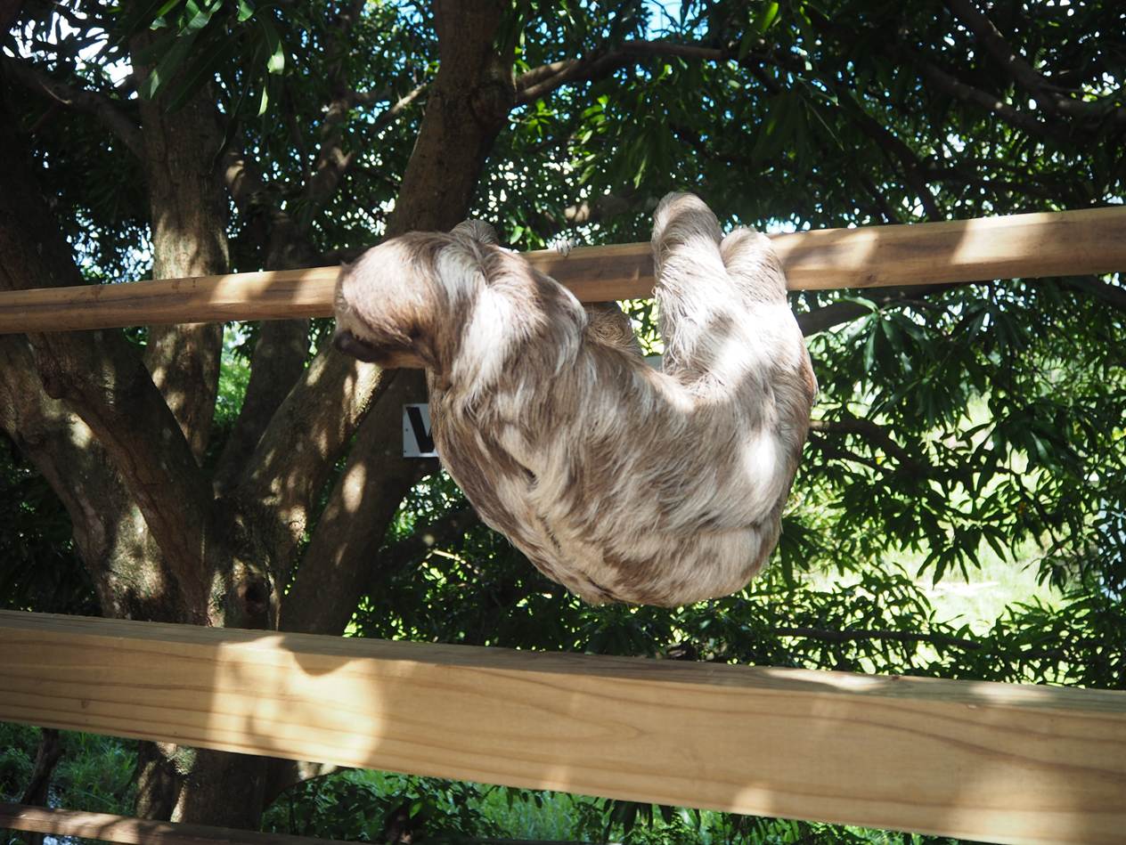 A sloth from a wooden bar

AI-generated content may be incorrect.