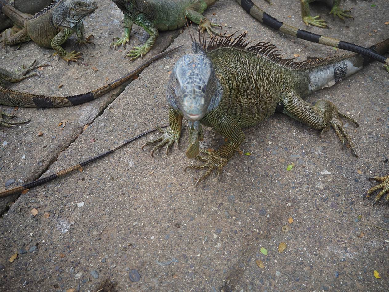 A group of lizards on the ground

AI-generated content may be incorrect.