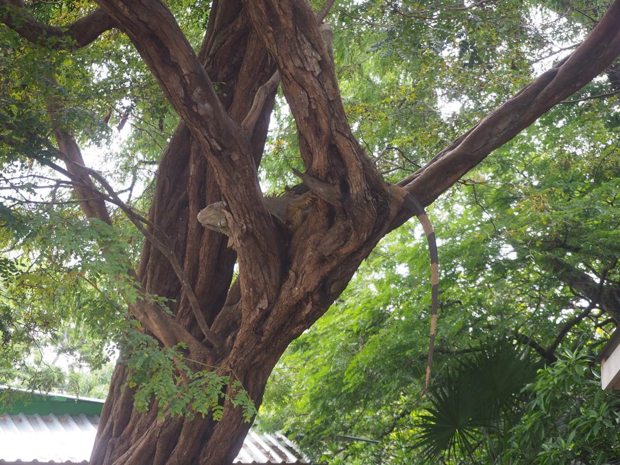 A tree with many branches

AI-generated content may be incorrect.