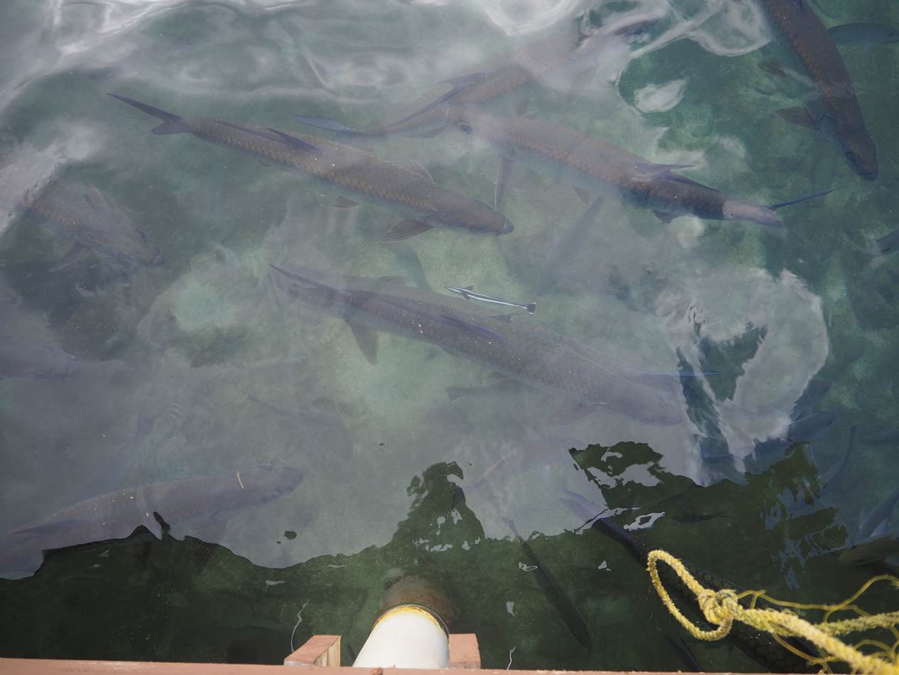 Fish in the water with a yellow rope

AI-generated content may be incorrect.